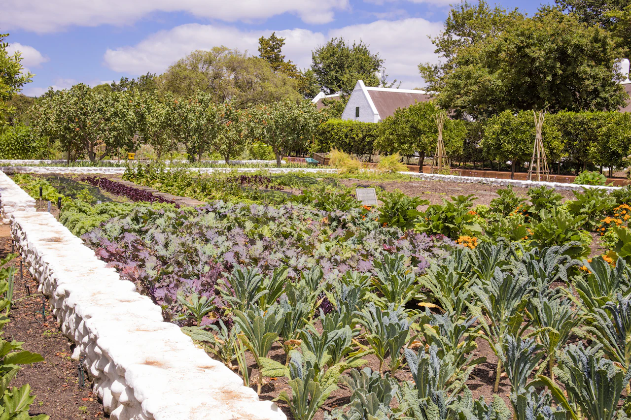 Kitchen garden rows beside a white farmhouse