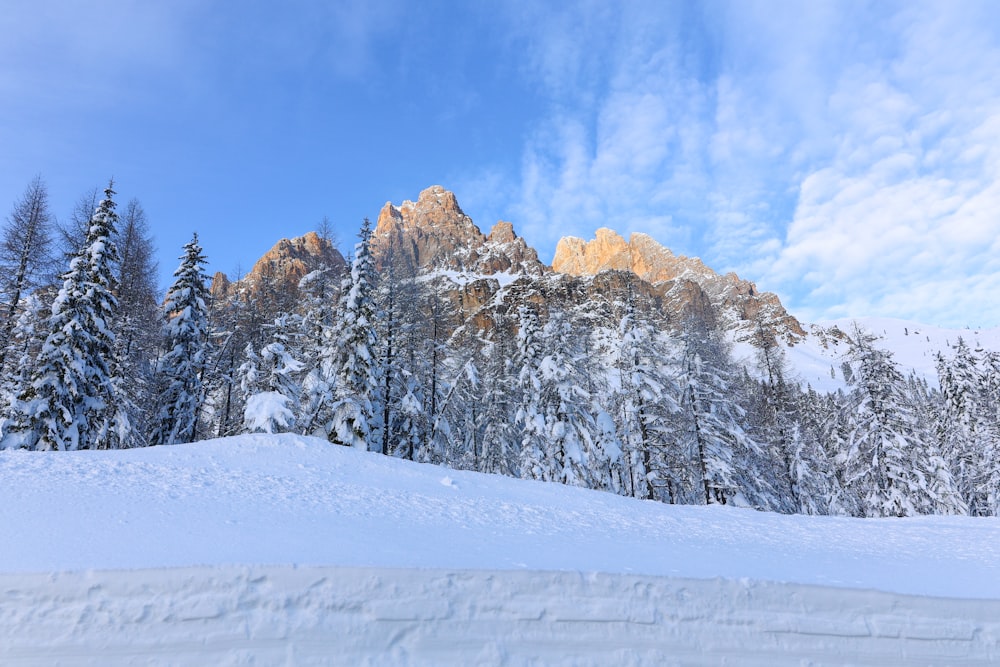 árvores cobertas de neve e montanhas sob o céu azul durante o dia