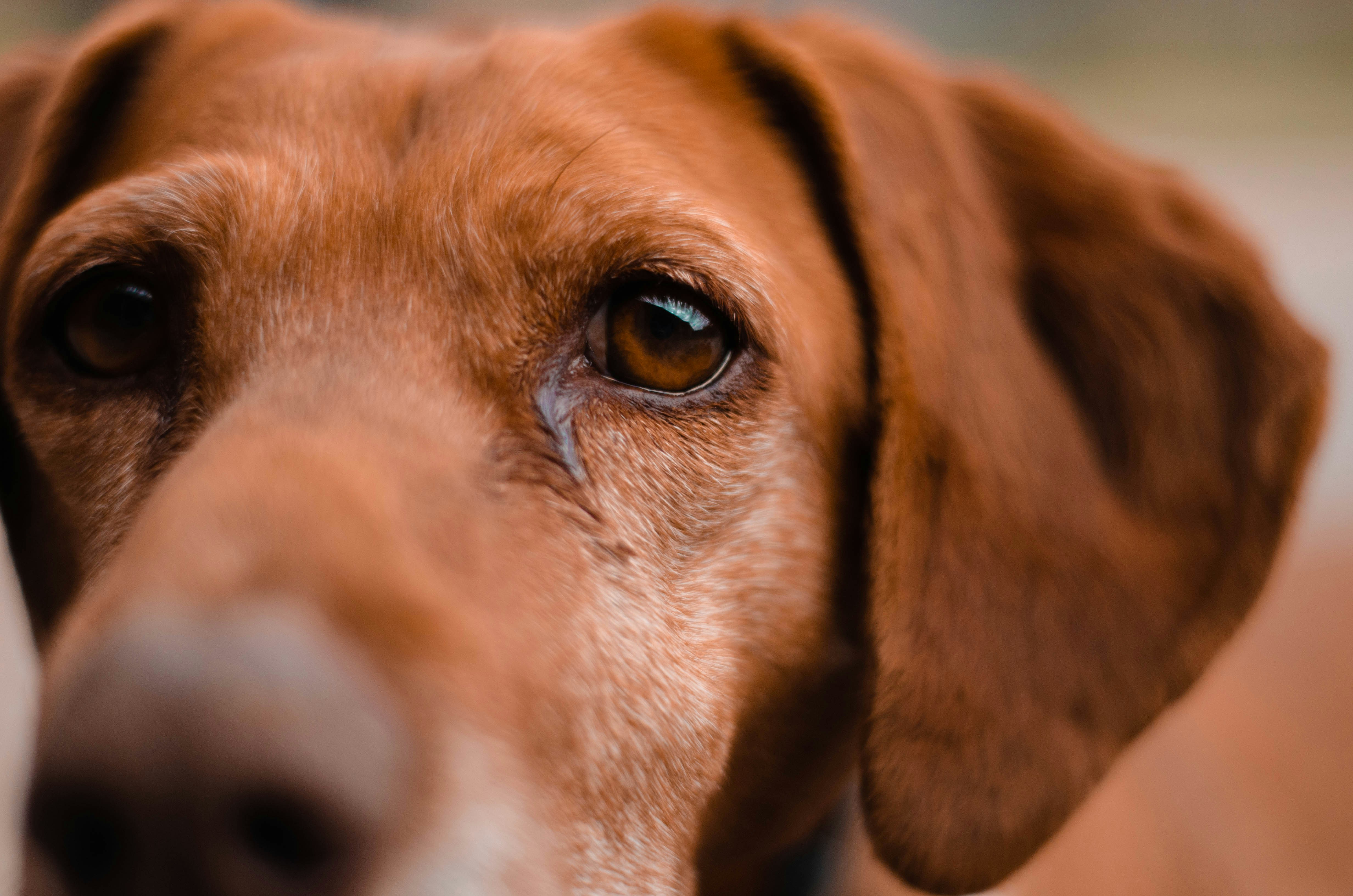 brown short coated dog in close up photography