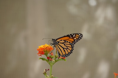 monarch butterfly perched on orange flower in close up photography during daytime