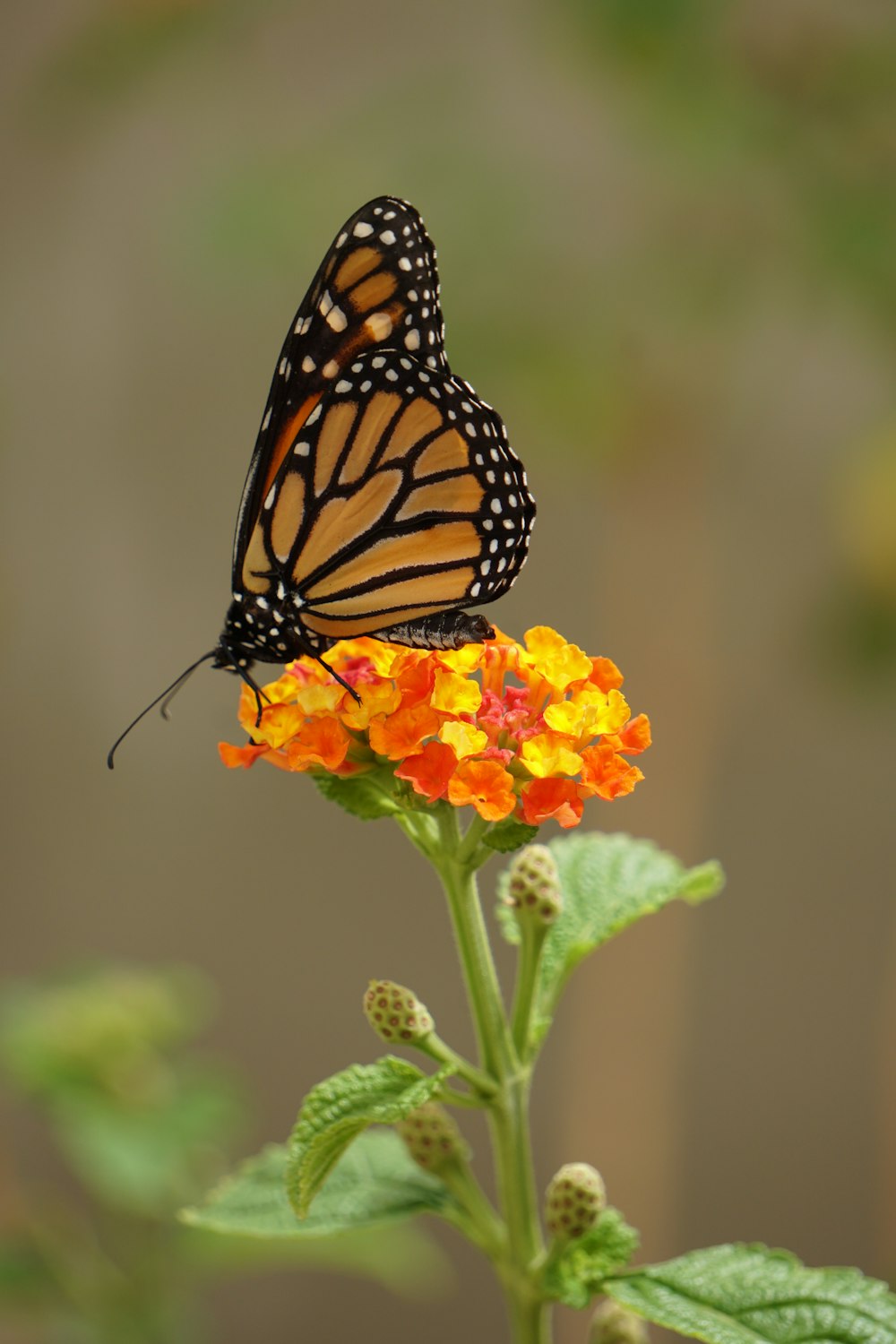 Monarchfalter sitzt tagsüber auf einer orangefarbenen Blume in Nahaufnahmen