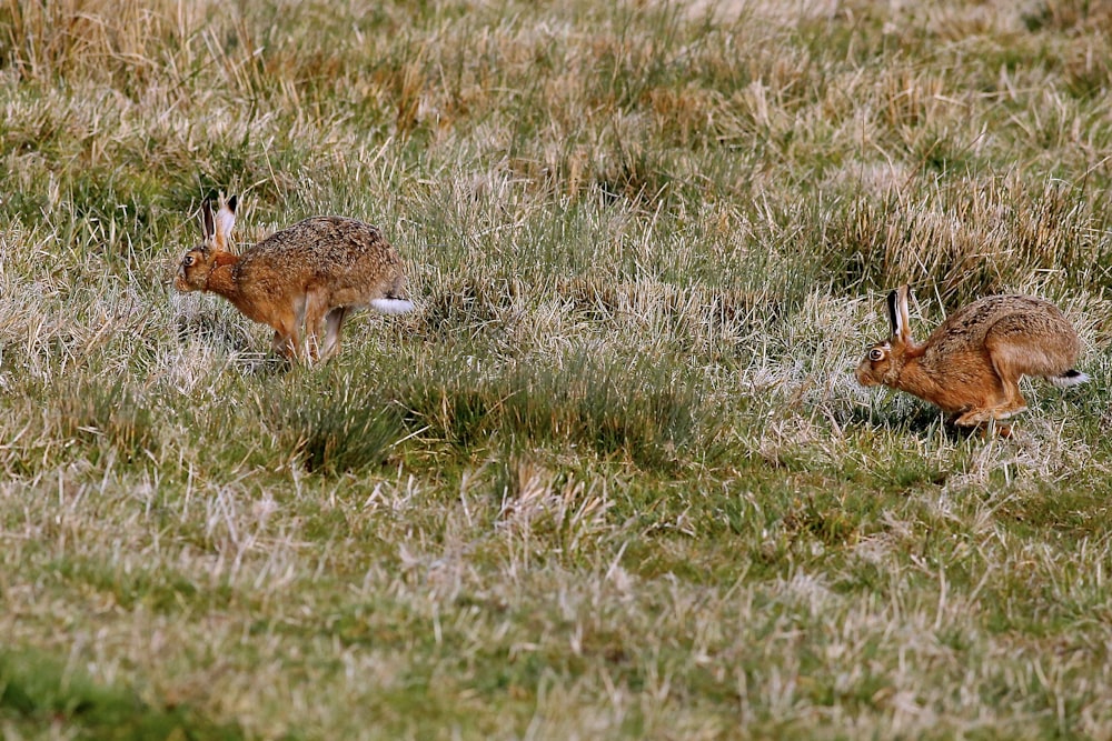 brown rabbit on green grass field during daytime