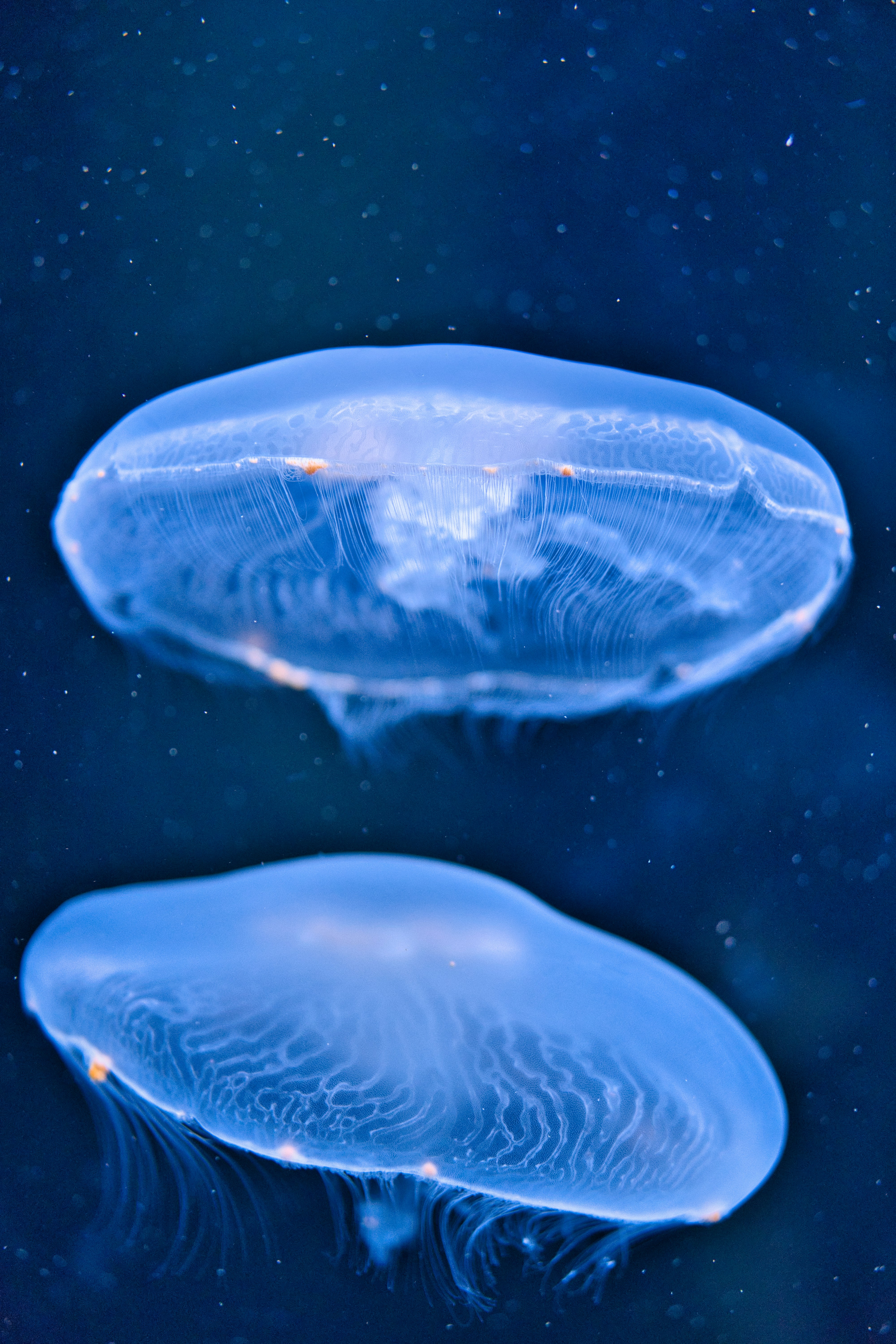 Photo by nickfuentes_