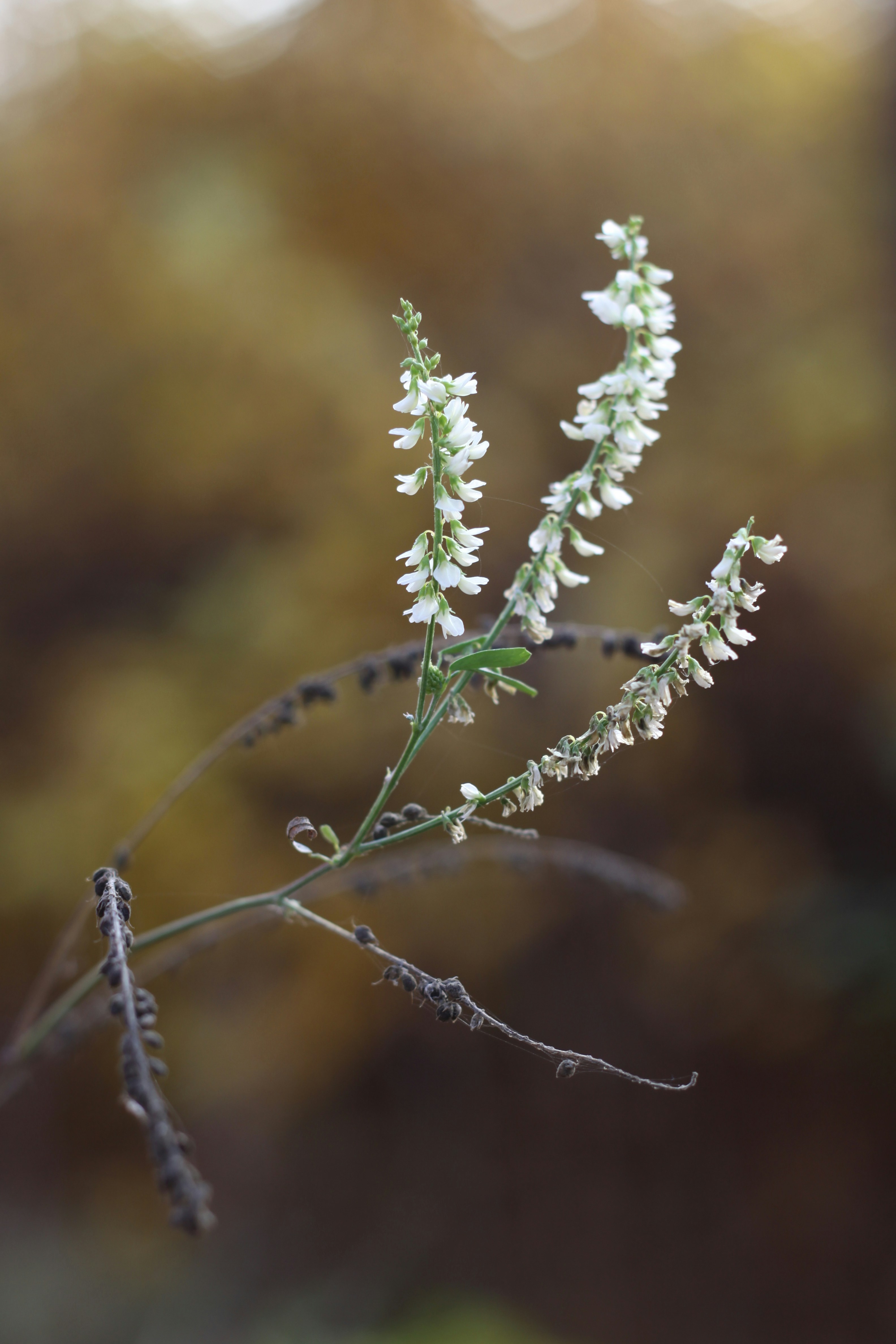 Photo by lilianflower