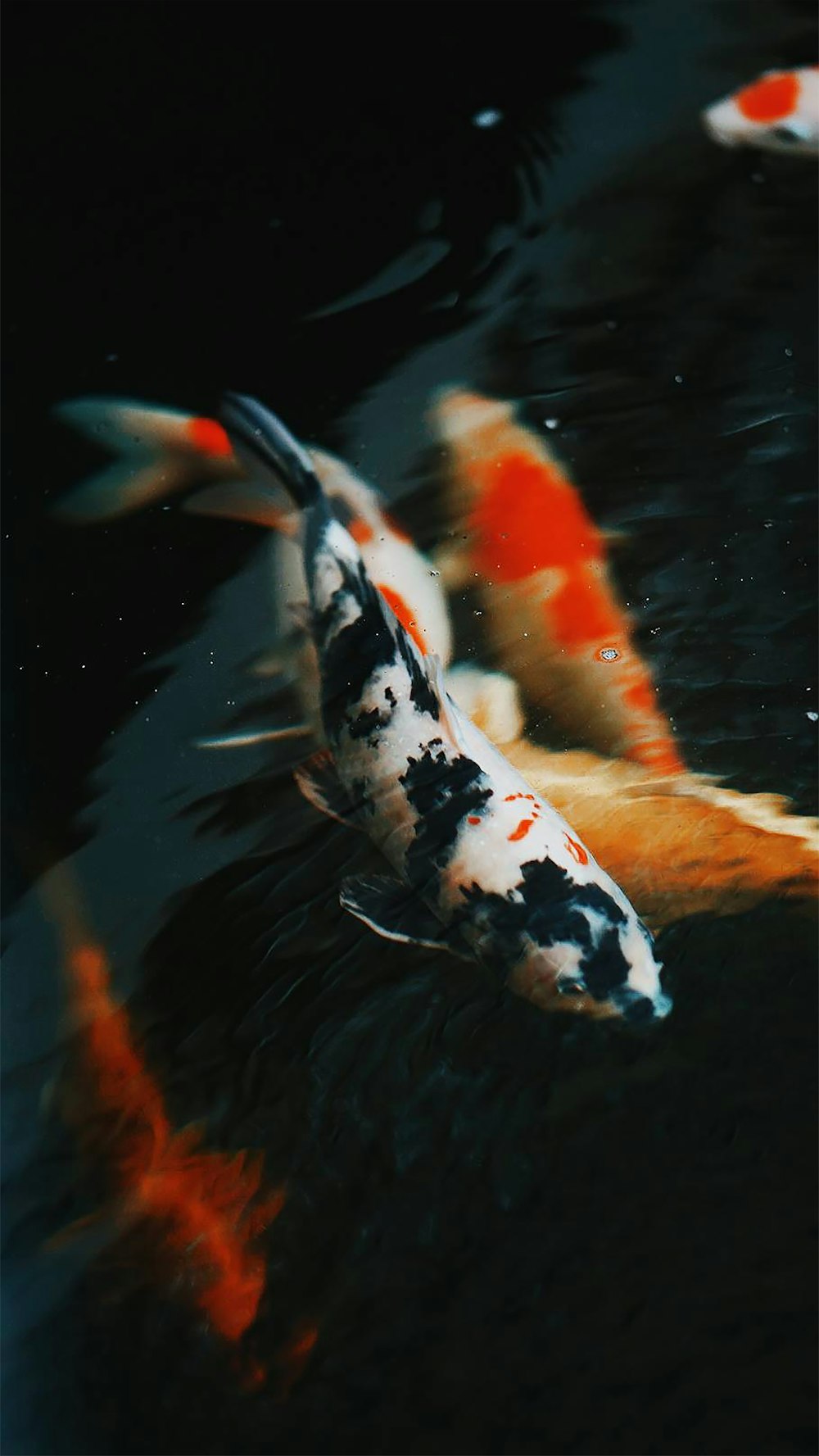 white and orange koi fish on water