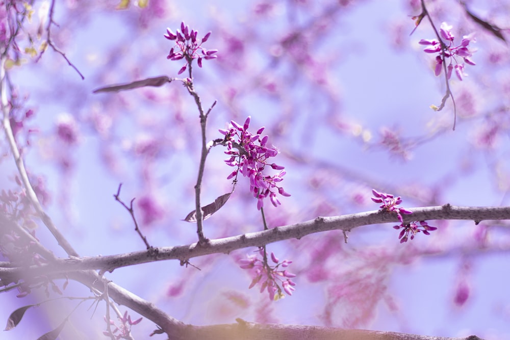 pink flowers on brown tree branch