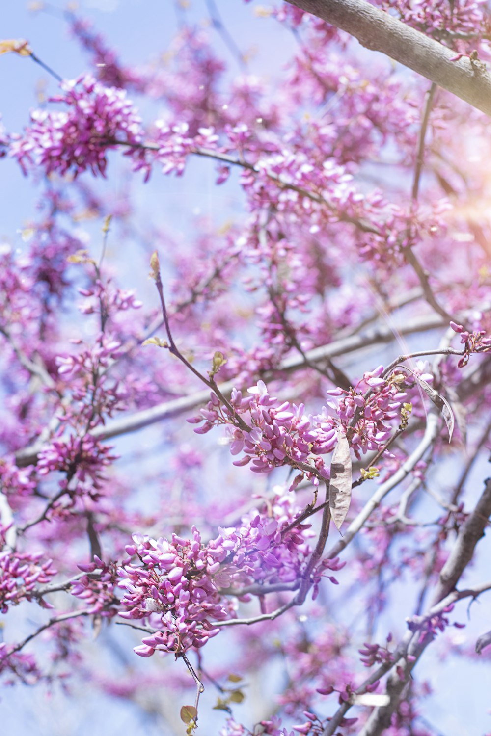 pink cherry blossom tree during daytime