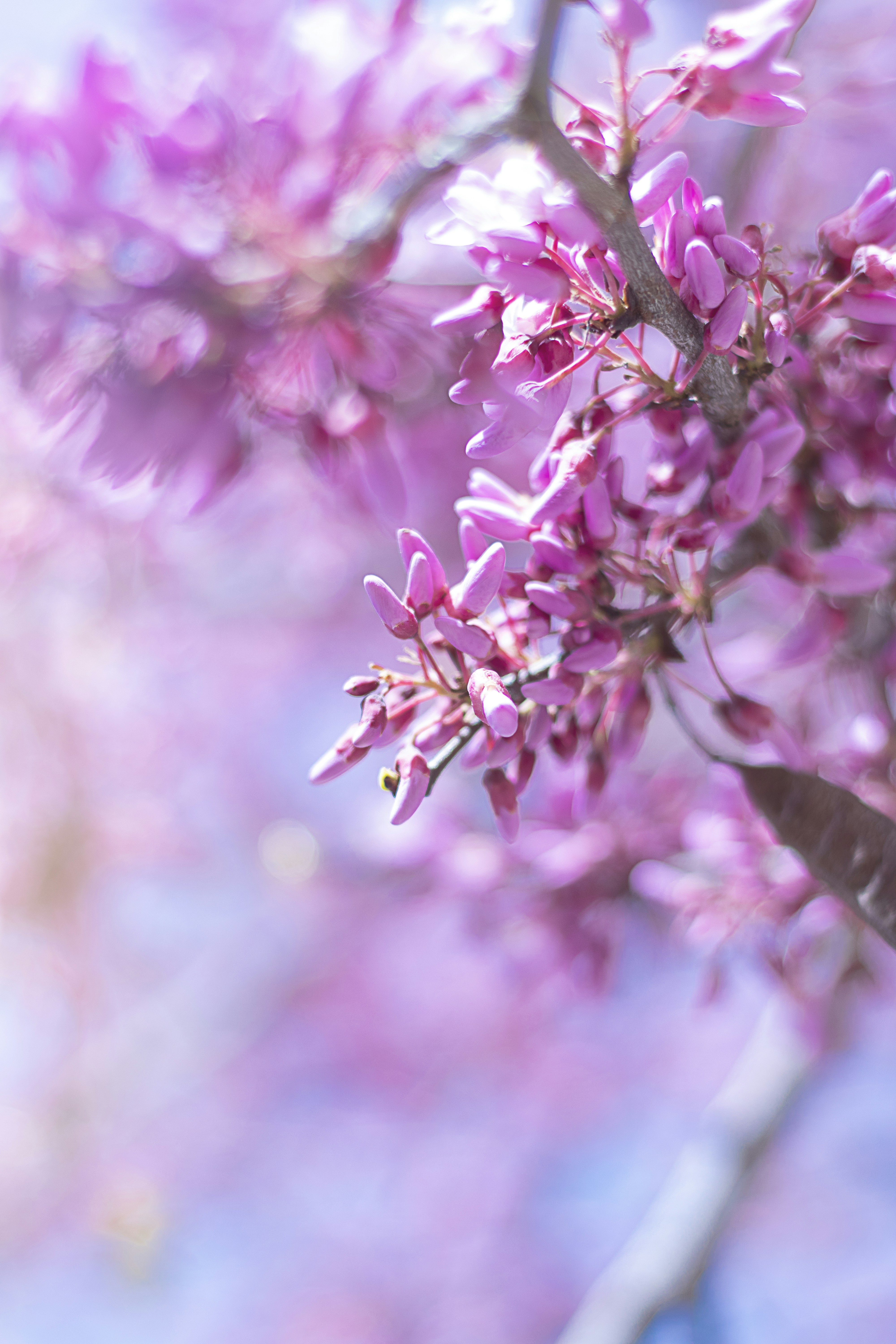 Photo by nechamalock