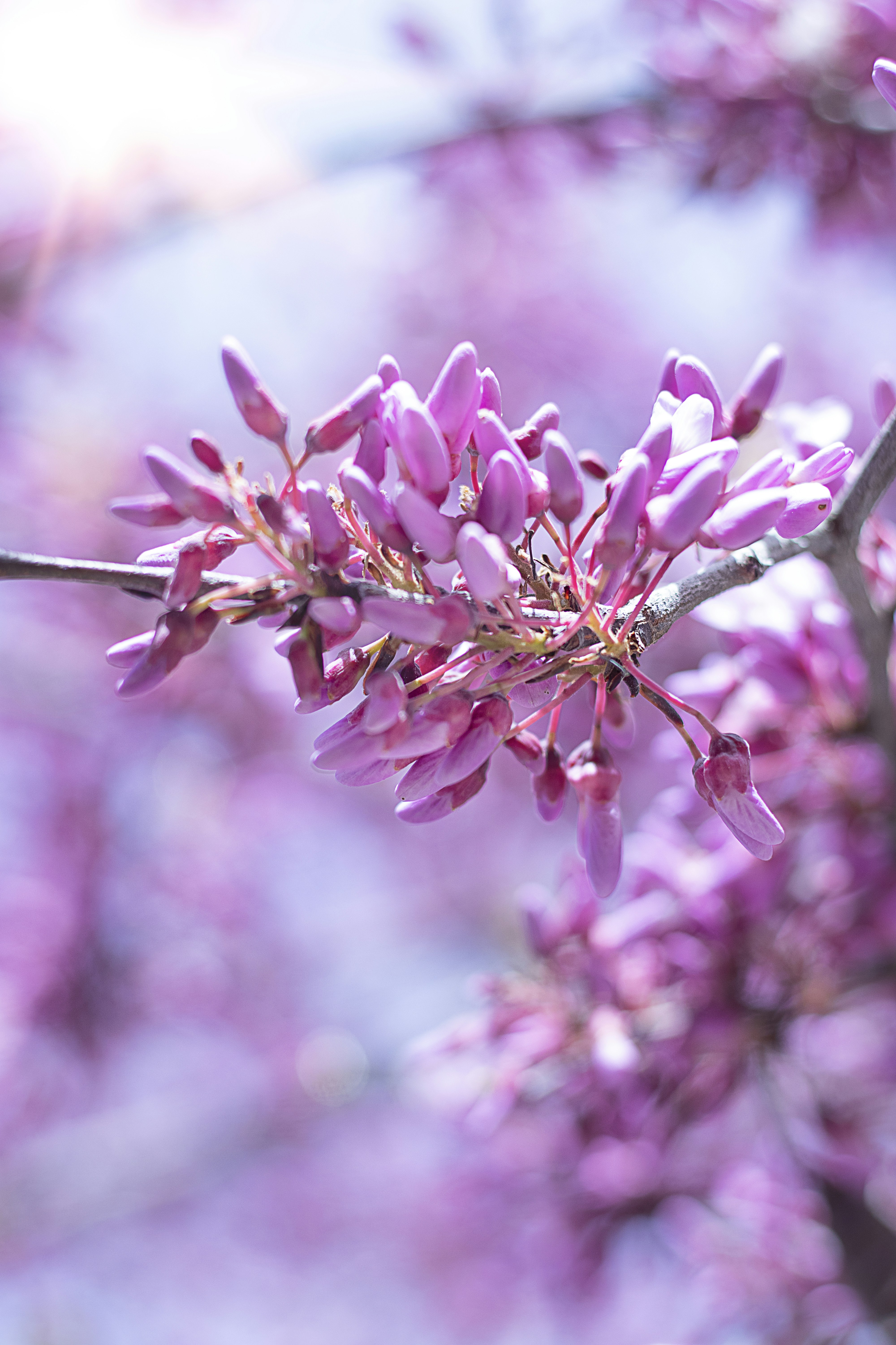 pink flowers in tilt shift lens