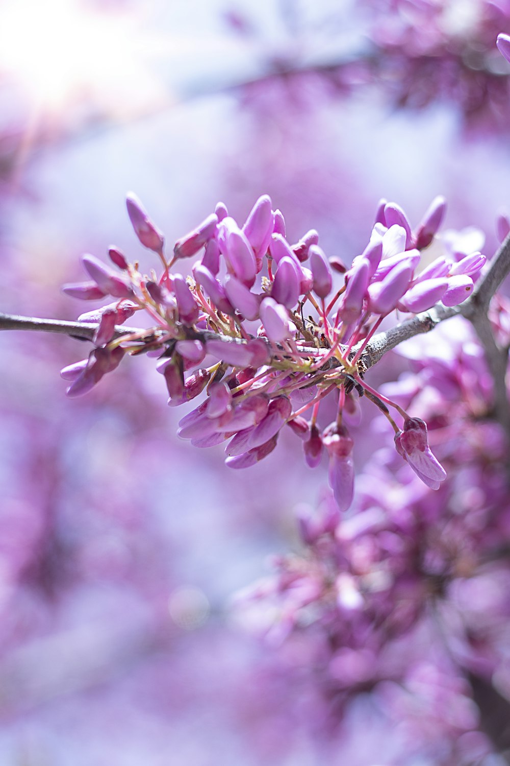 pink flowers in tilt shift lens