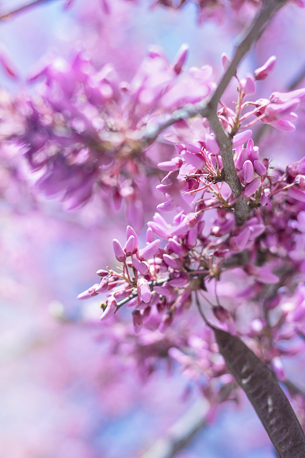 pink flowers in tilt shift lens