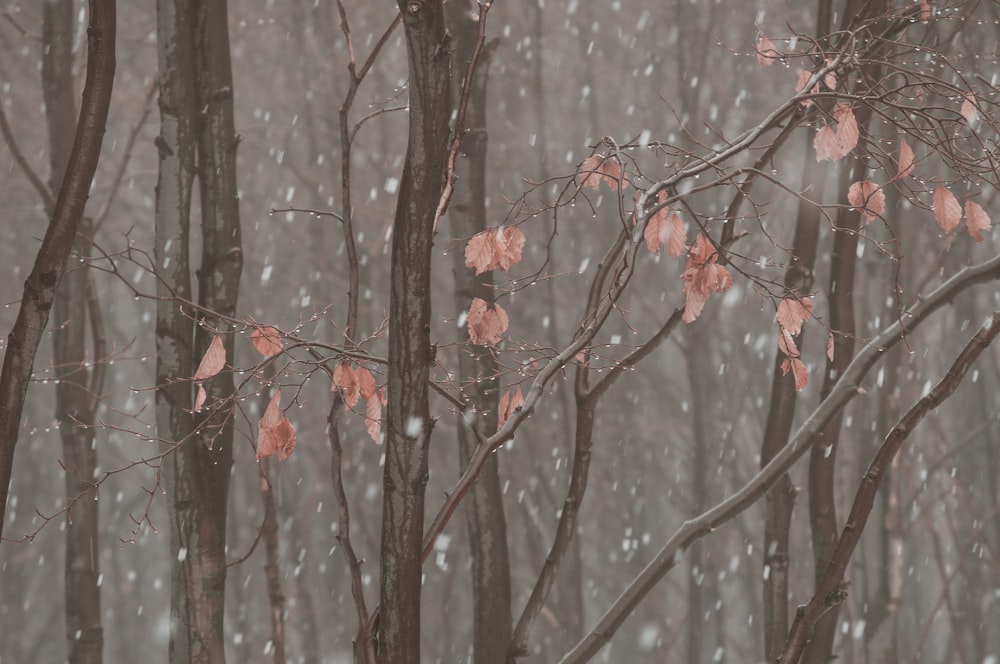 red flowers on brown tree branch