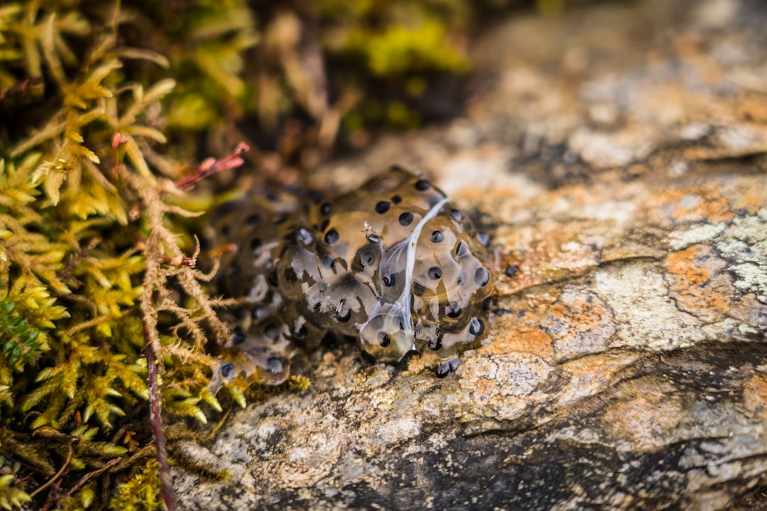 black and white frog on brown tree branch