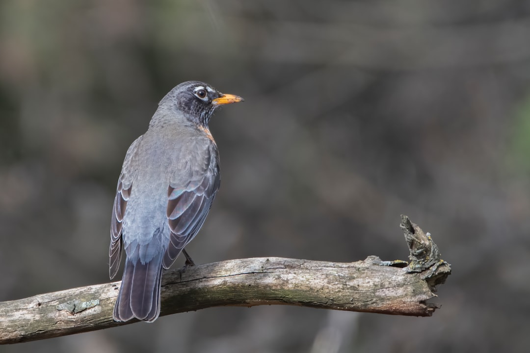 gray bird on brown tree branch