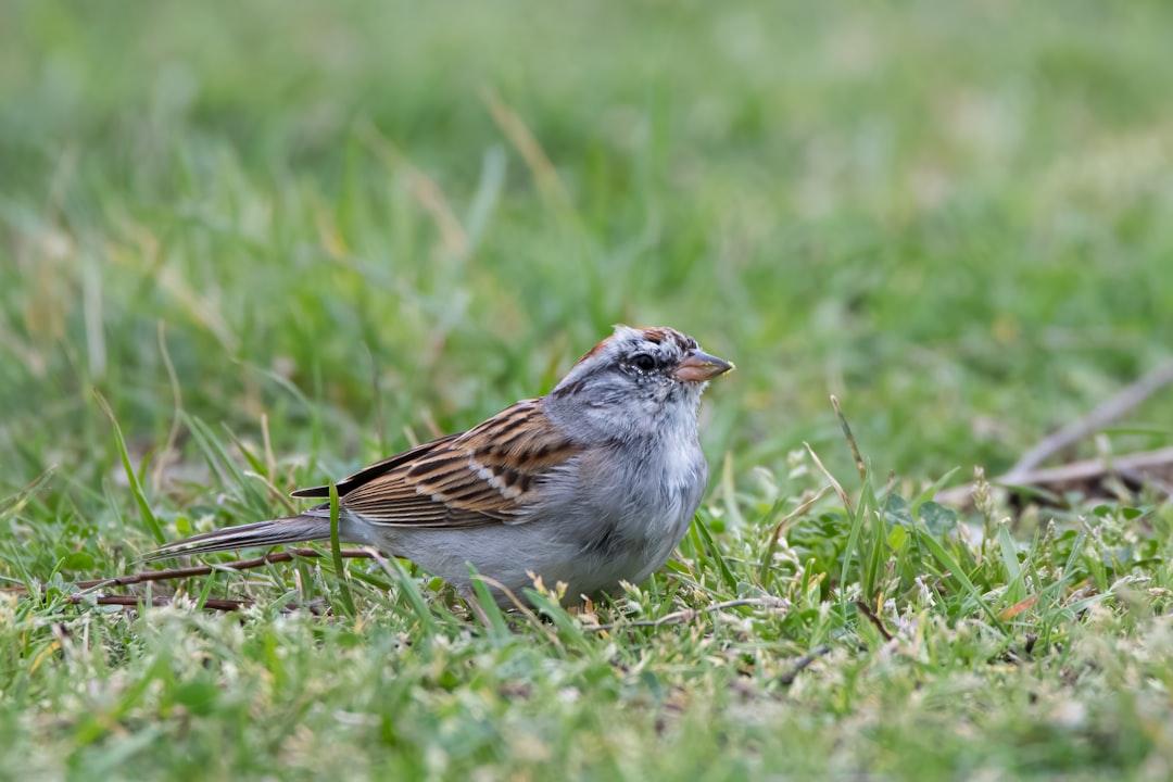 brown and white bird on green grass during daytime