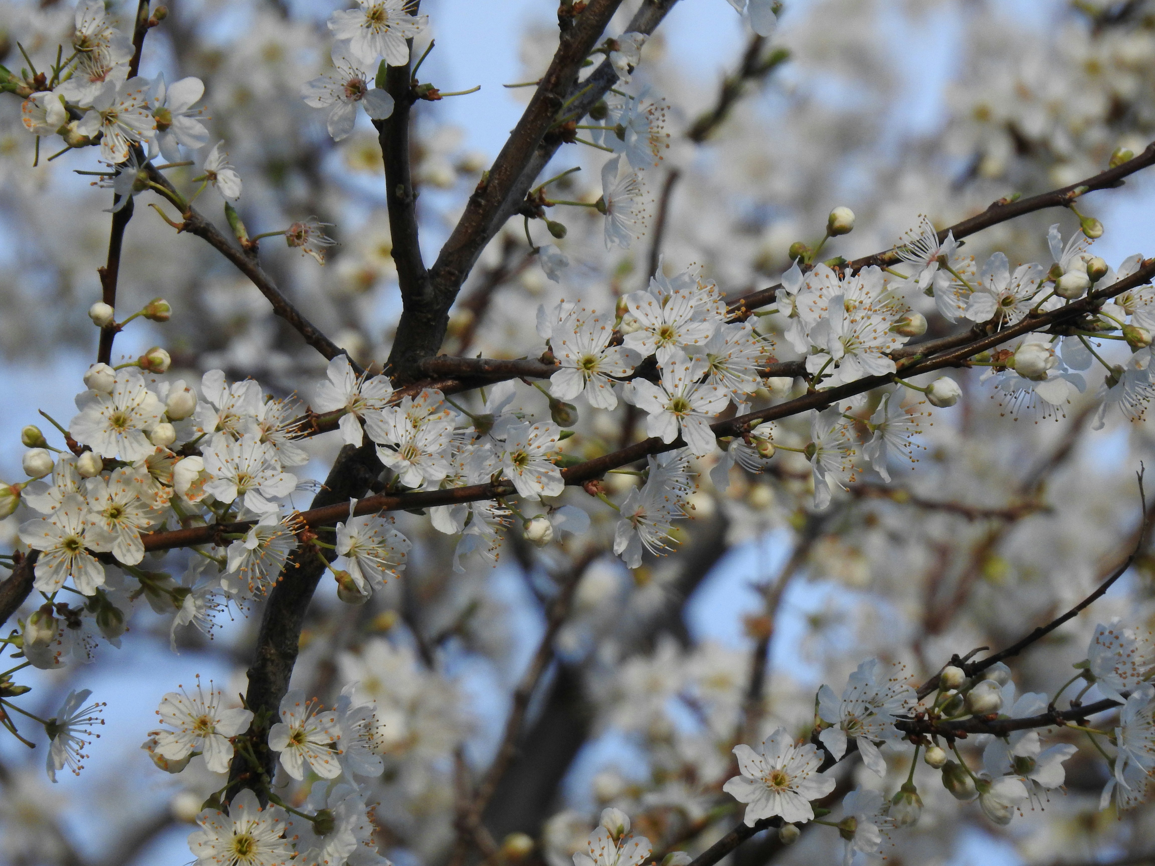 Photo by vijaychadha