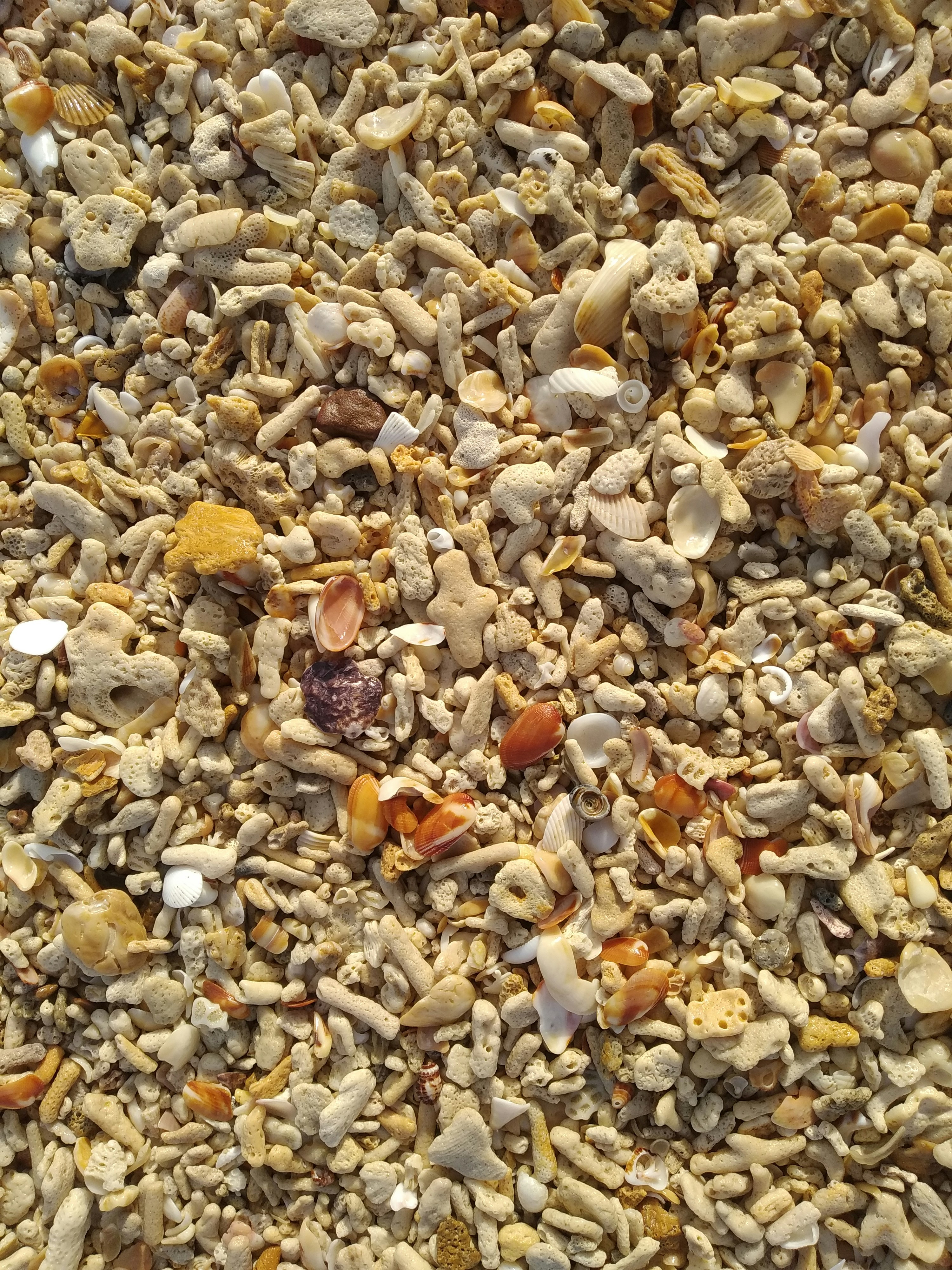 Shells on the beach in Thailand