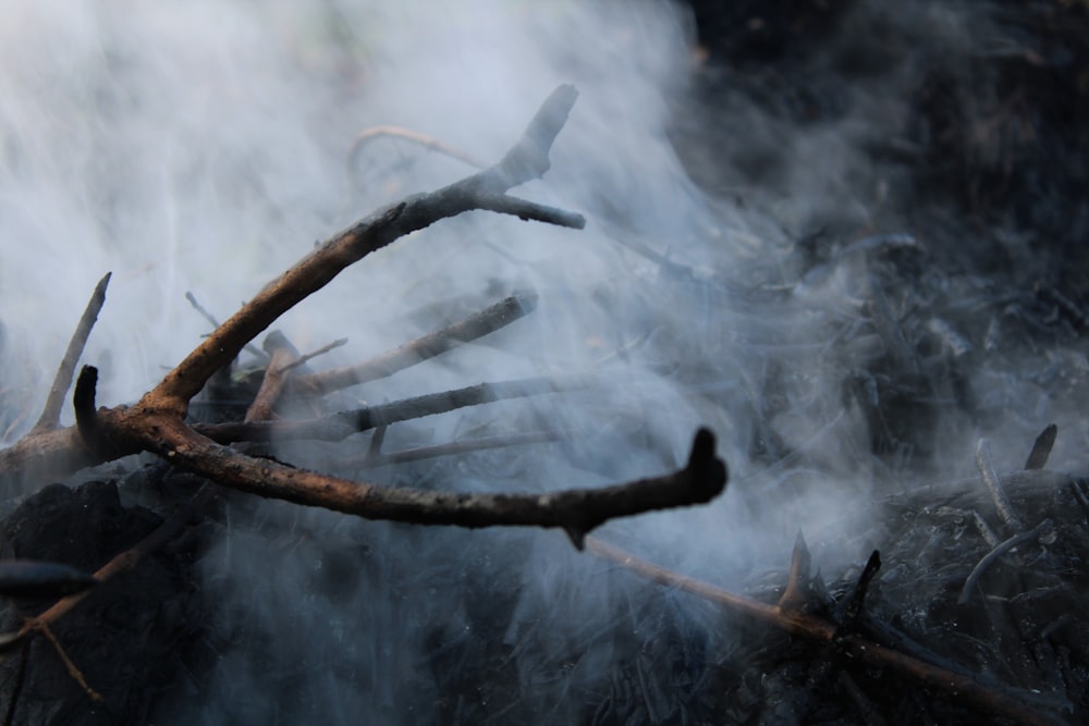 brown tree branch with white smoke