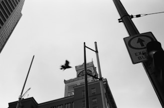 A black and white photograph capturing an urban scene with a bird in mid-flight against the sky. The perspective is from below, looking up at a clock tower situated between modern skyscrapers. A street sign indicating bus lane only and a traffic light are visible on the right side. The mood is somewhat somber due to the monochromatic tone.