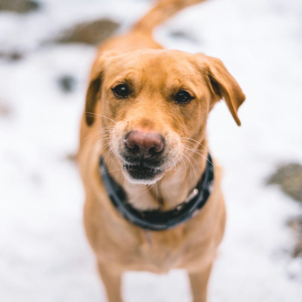 Perro de pelo corto marrón en suelo cubierto de nieve durante el día