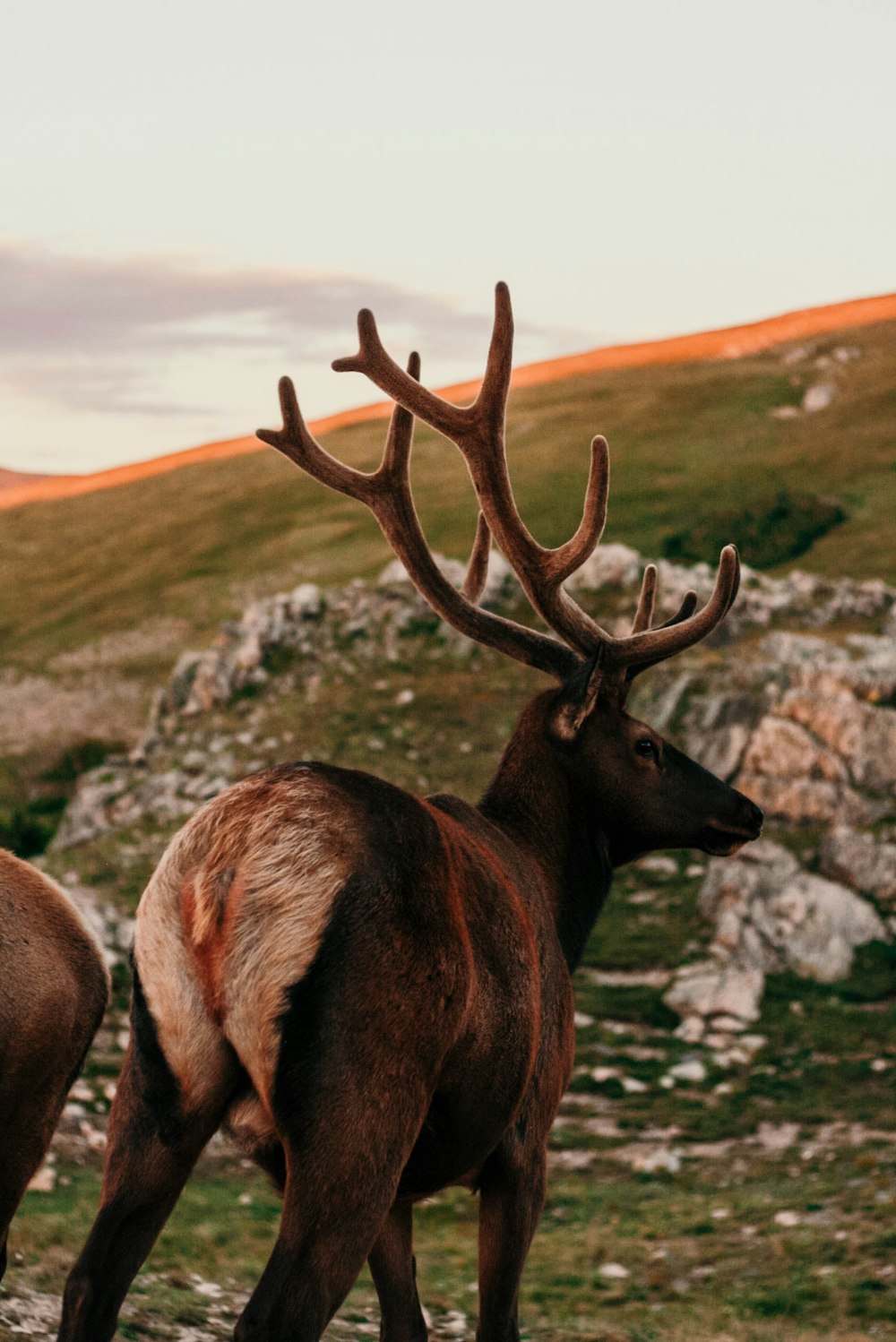 brown deer on green grass during daytime