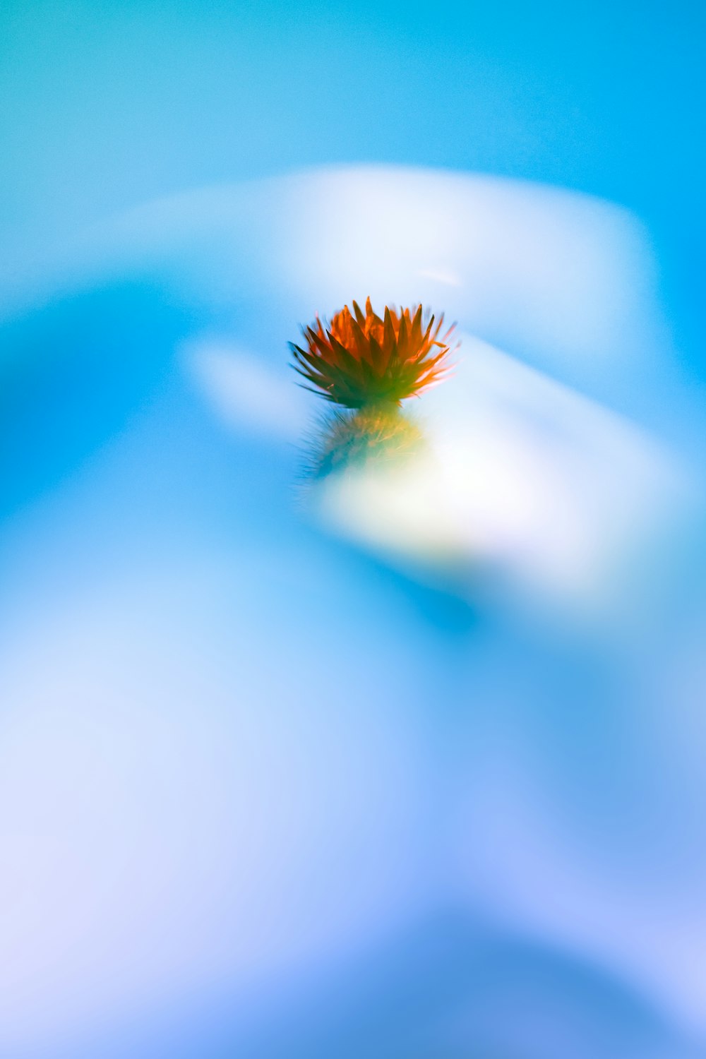 fiore bianco e giallo nella fotografia ravvicinata