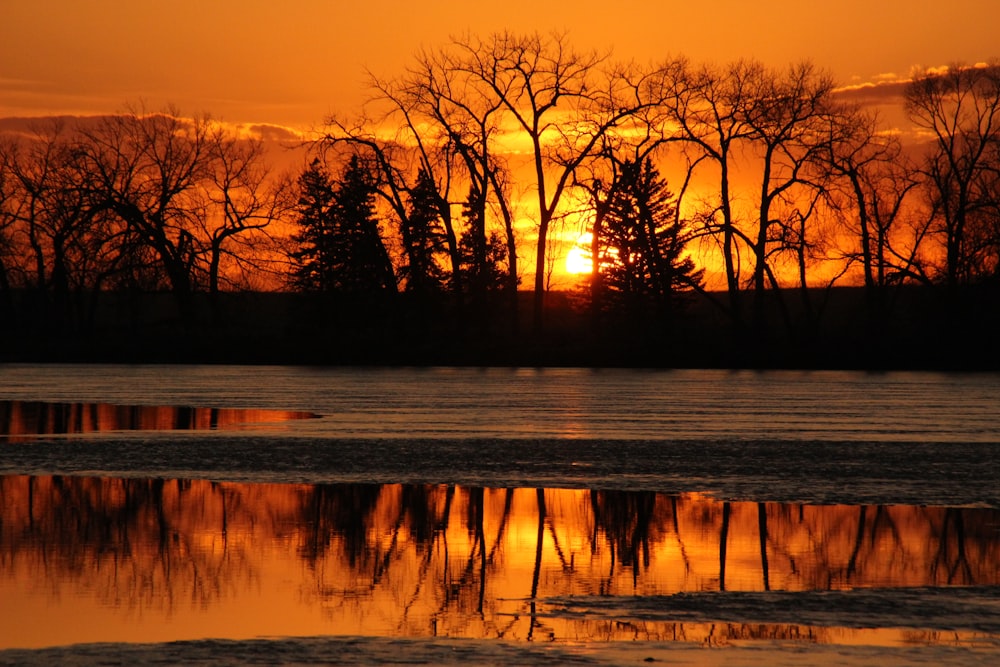 leafless trees near body of water during sunset