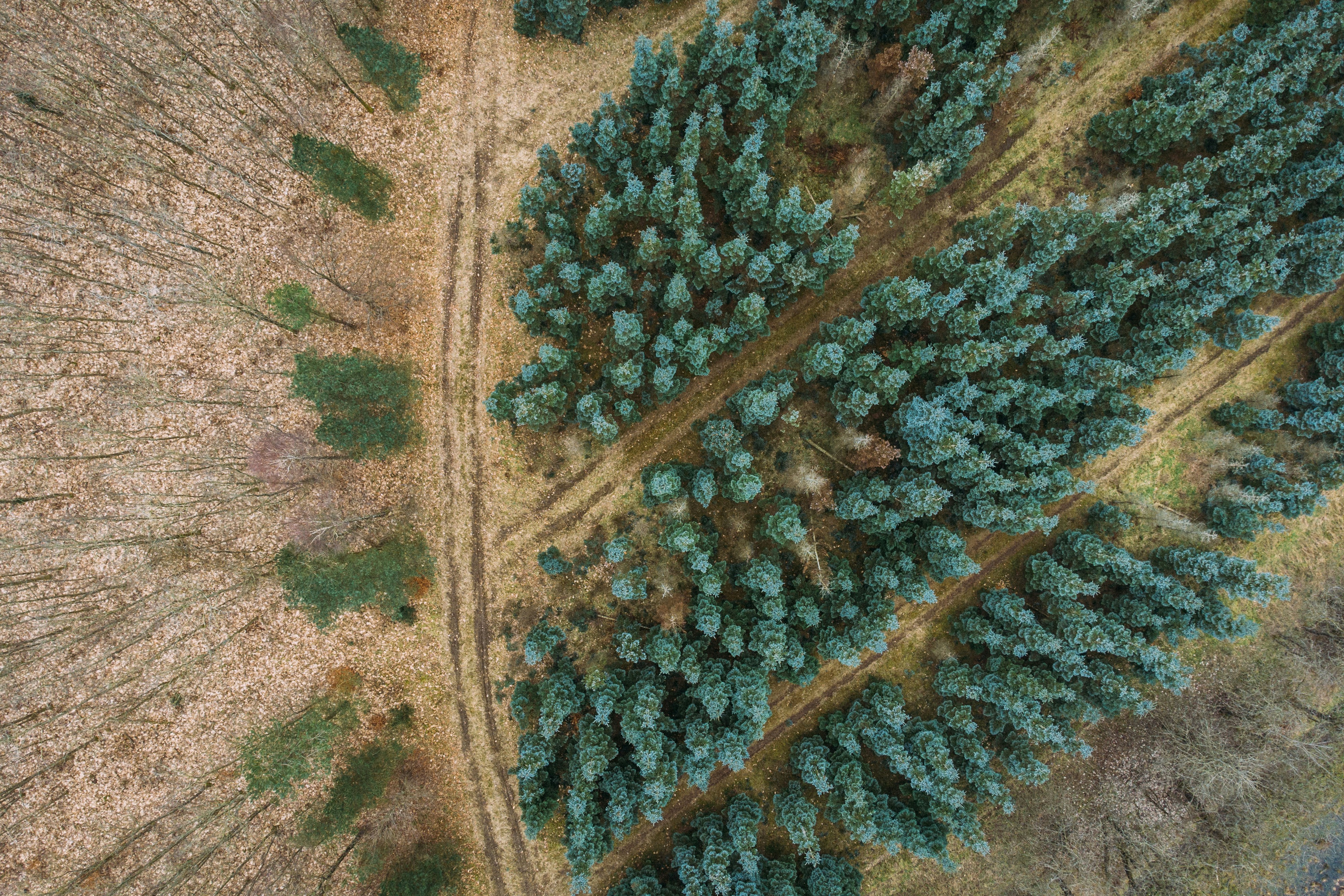 Photo by henninghorn