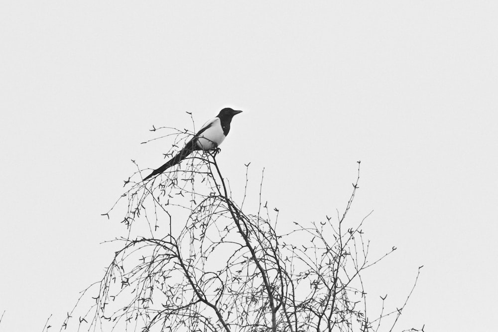 black and white bird on brown tree branch