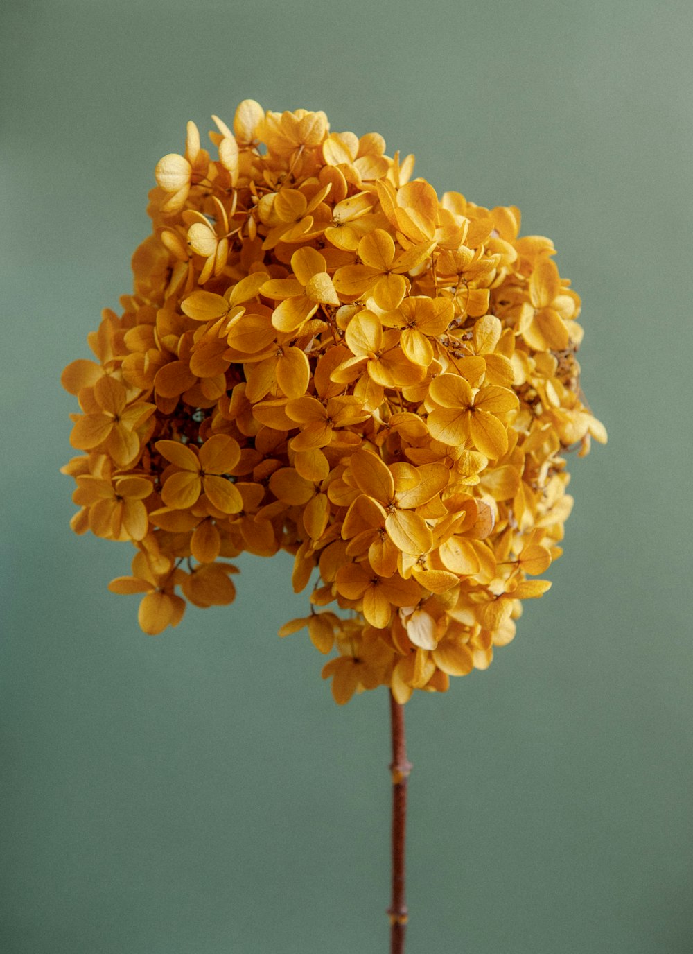 클로즈업 사진의 노란 꽃