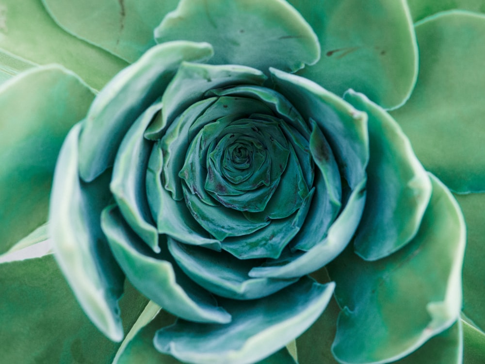 green flower in close up photography