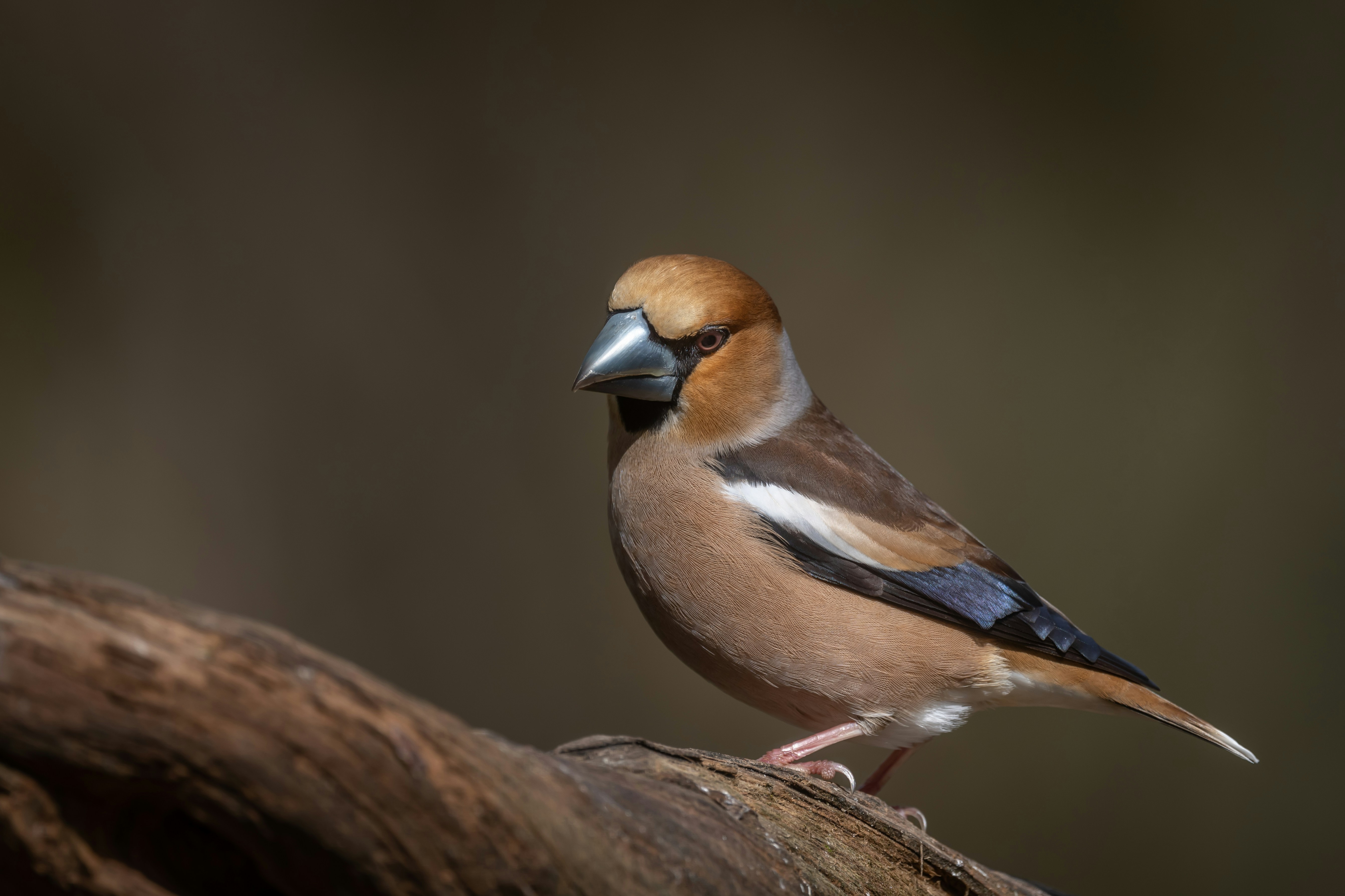 brown and white bird on brown tree branch