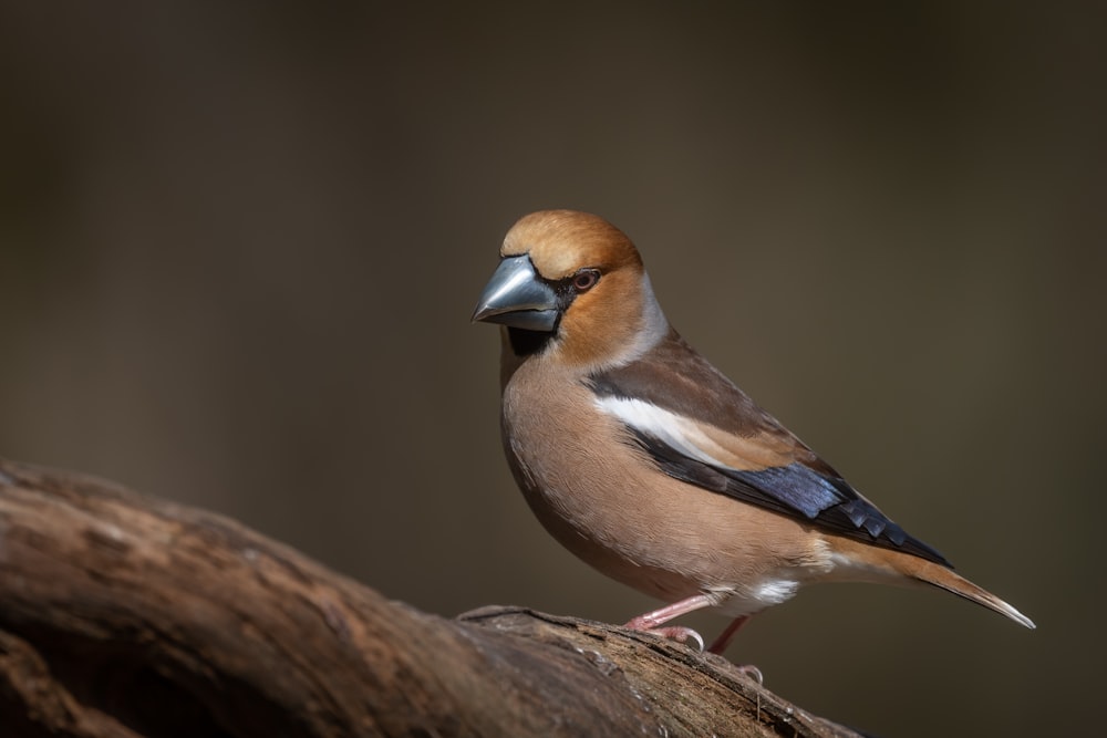 brown and white bird on brown tree branch