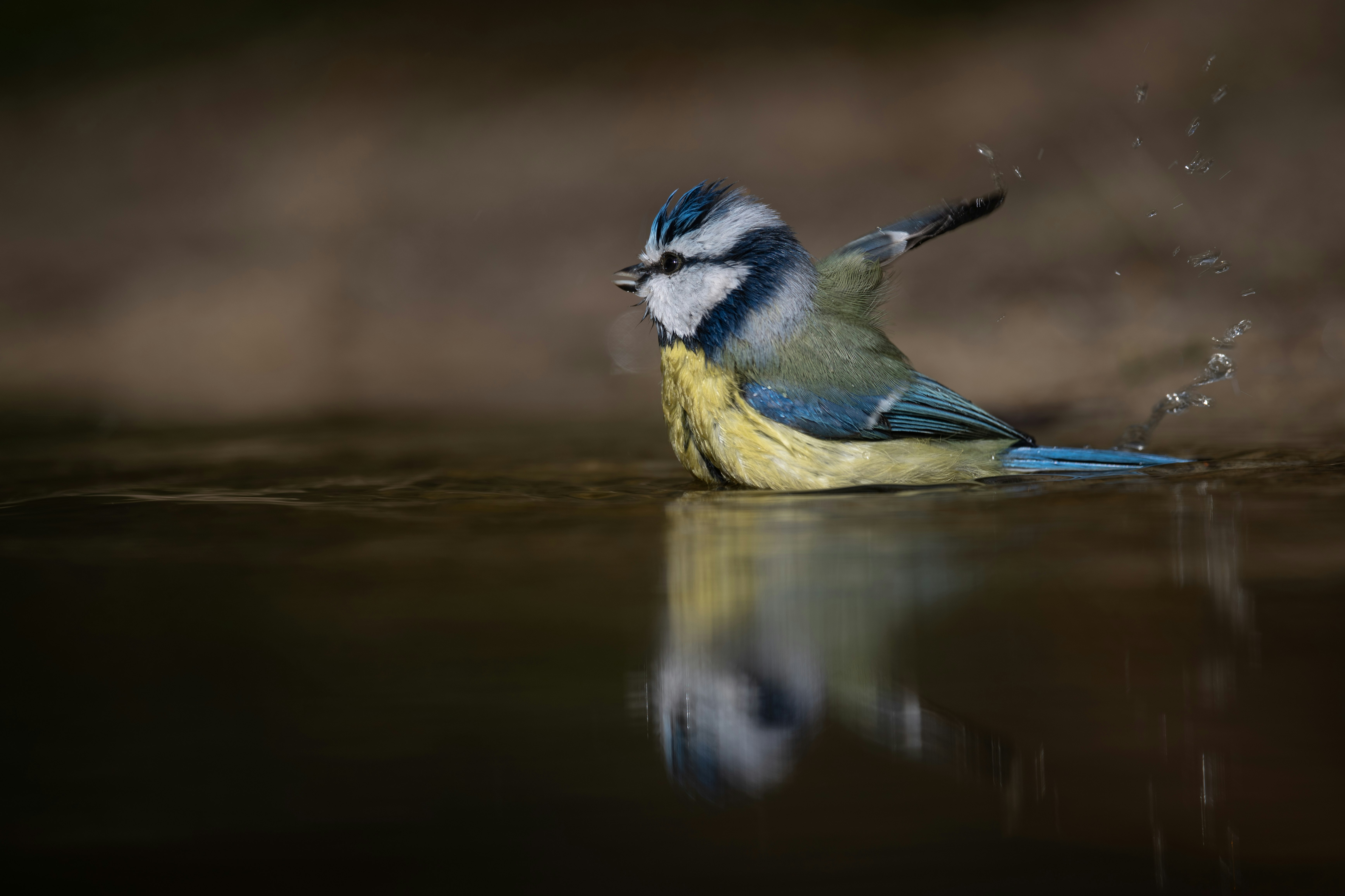 yellow and blue bird on water