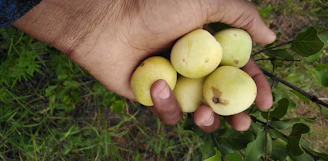 Hands carefully harvesting guava fruits at dawn in a traditional Colombian orchard.