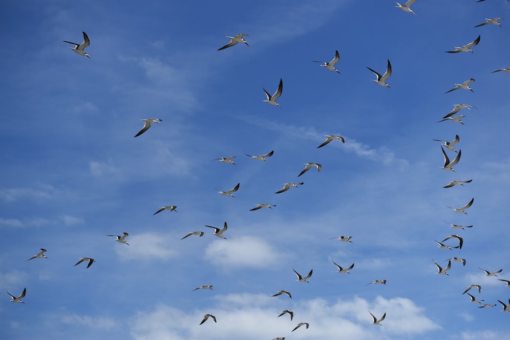 volée d’oiseaux volant sous le ciel bleu pendant la journée