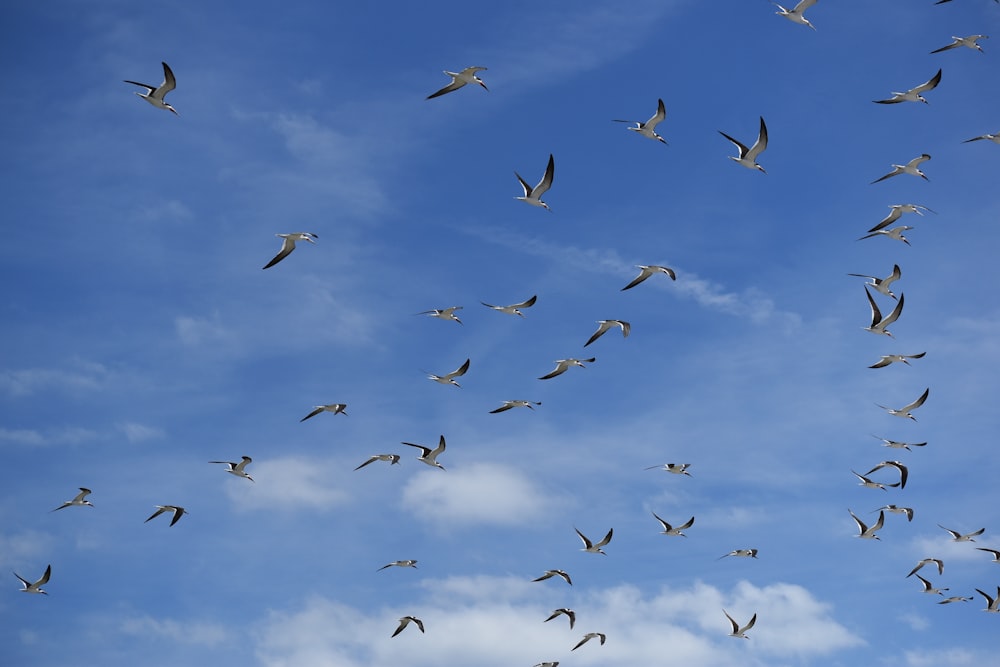 Vogelschwarm, der tagsüber unter blauem Himmel fliegt