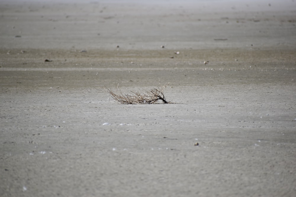 brown bird on brown sand during daytime