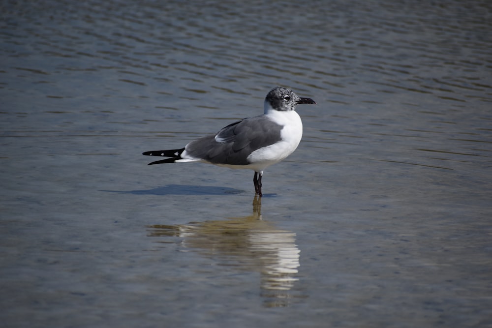 white and black bird on water during daytime