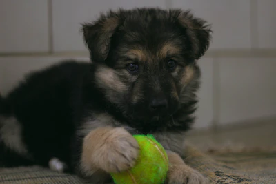 black and tan german shepherd puppy playing green tennis ball