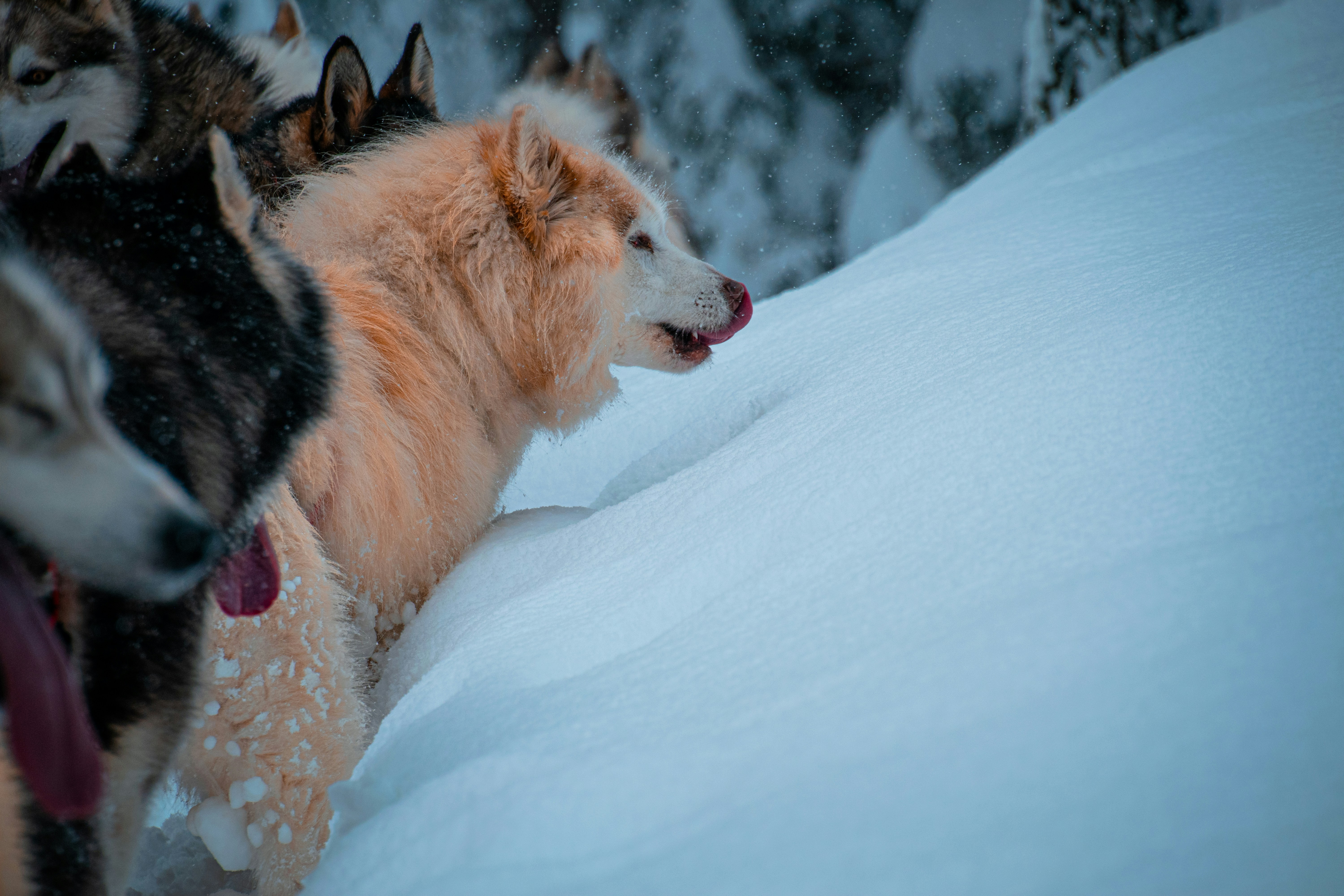 white and black long coated dog on snow covered ground during daytime