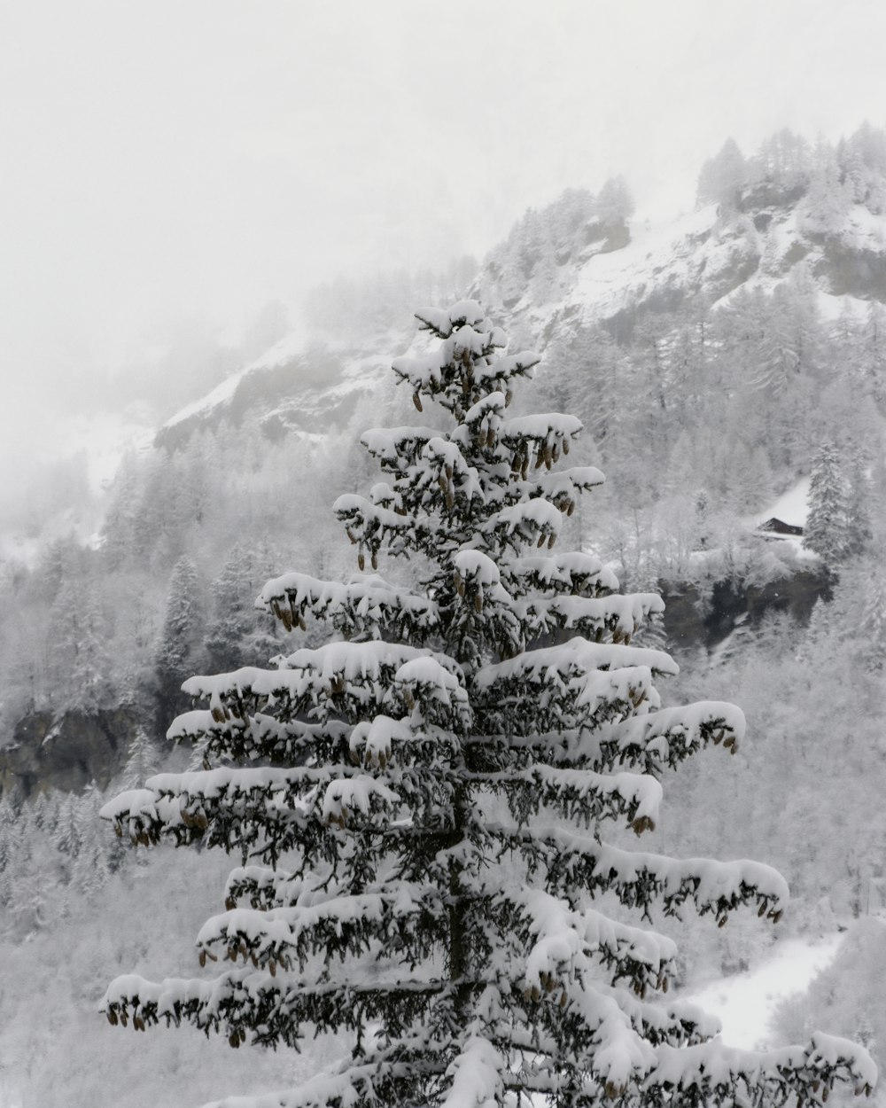 snow covered pine trees during daytime