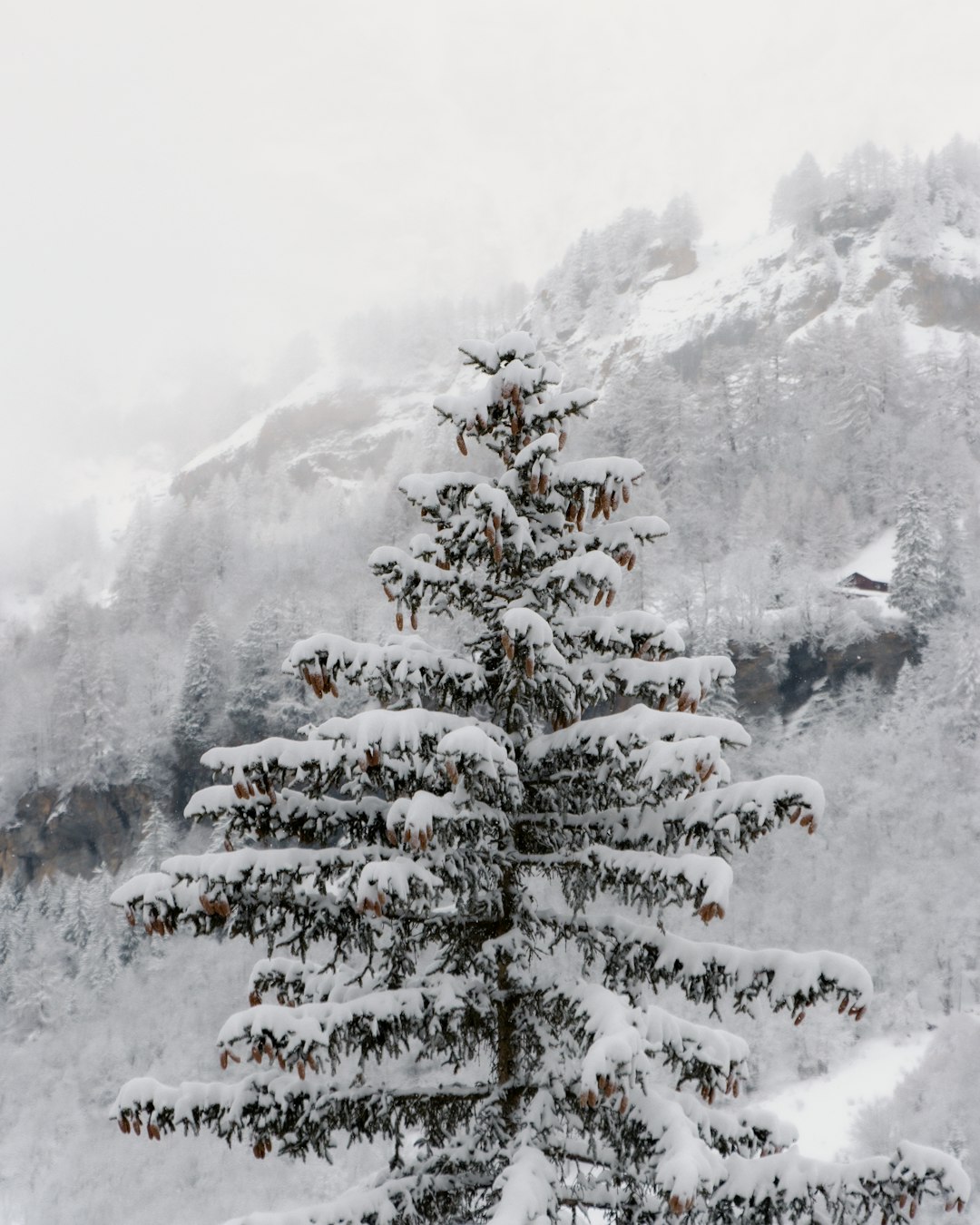 snow covered pine trees during daytime