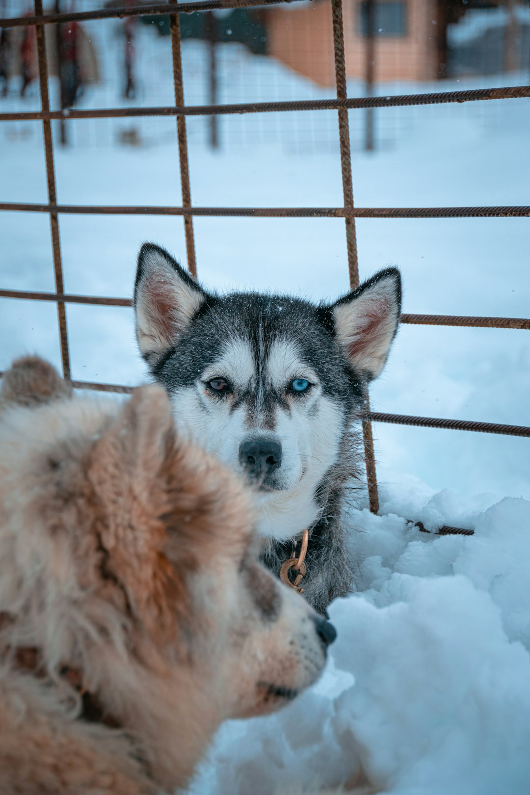 white and black siberian husky on snow covered ground during daytime