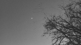 A minimalist black and white sketch of a lone tree under a star-filled sky.