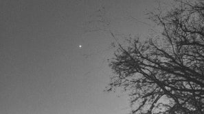 Minimalist black and white sketch of a lone tree under a starry sky