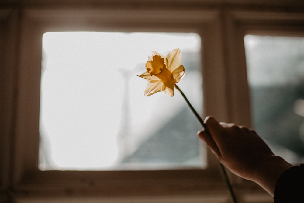 person holding yellow and white flower