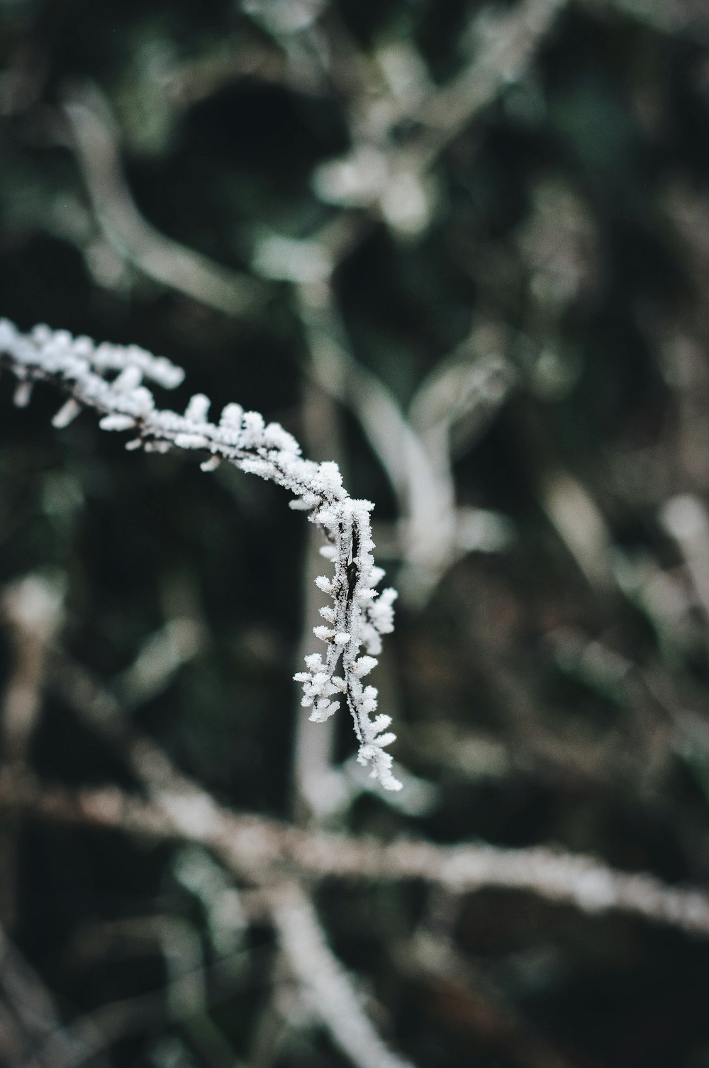 white snow on brown stem