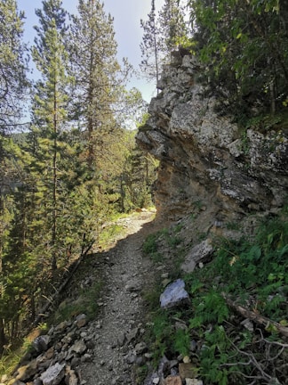 A narrow, rocky downhill trail weaving through tall pine trees at Shepherd Mountain.