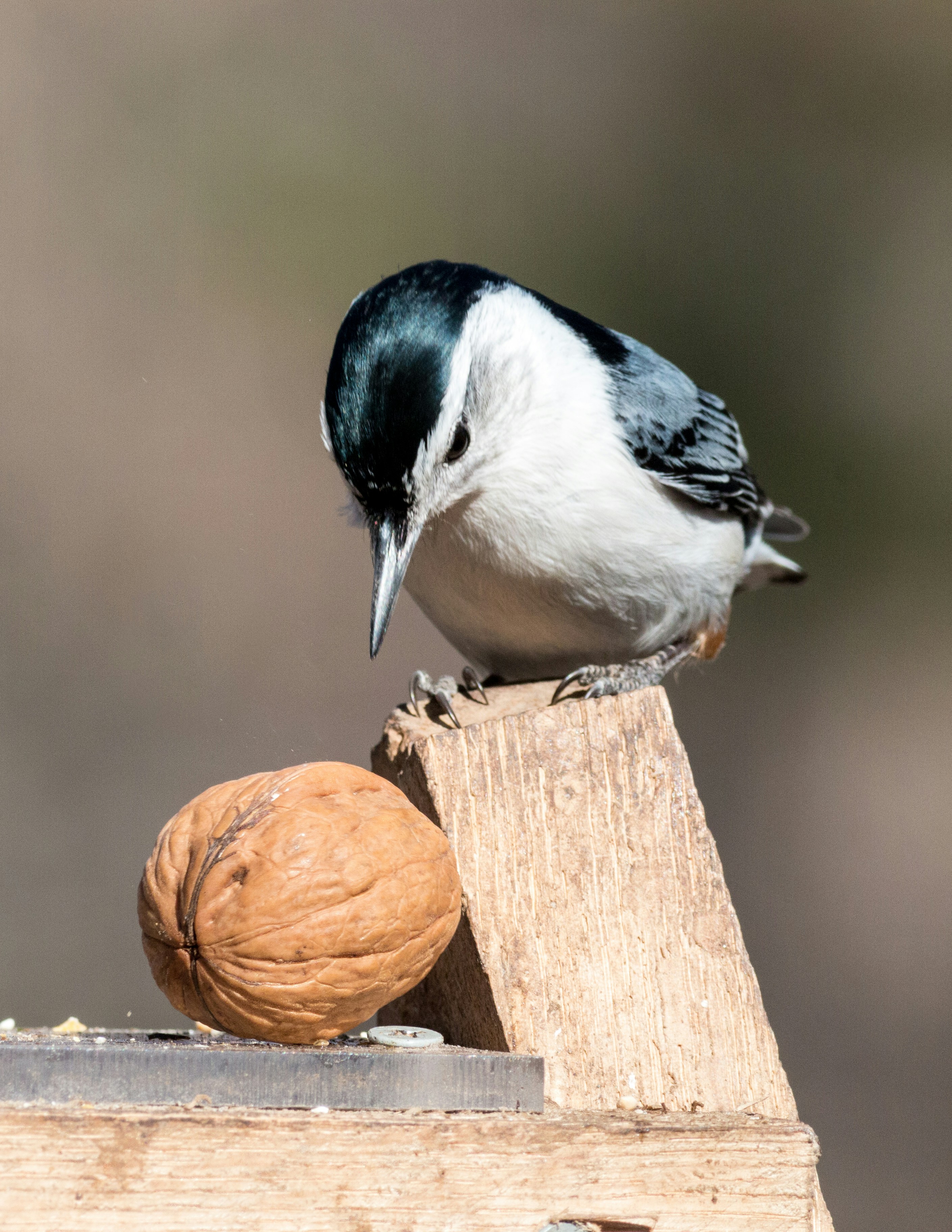 black and white bird on orange jack o lantern